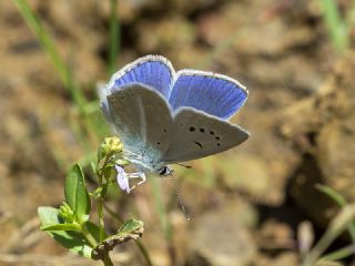 Lacivert Anadolu okgzls (Polyommatus actis )