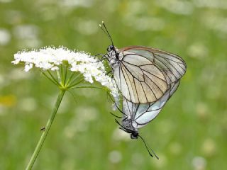 Al Beyaz (Aporia crataegi)