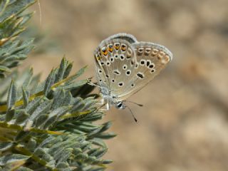 Acem okgzls (Polyommatus alcedo)