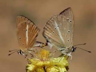 okgzl Lbnan Esmeri (Polyommatus alcestis)