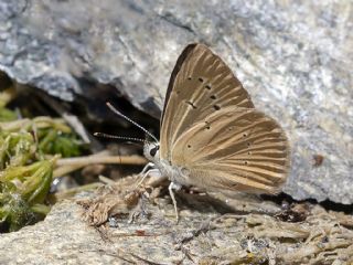 okgzl Anadolu Tyls (Polyommatus antidolus)