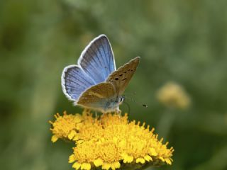 okgzl Vatan Mavisi (Polyommatus igisizilim)