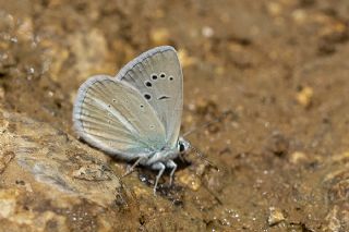 Glek okgzls (Polyommatus cilicius)