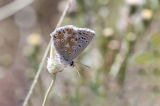 okgzl Yalanc illi Mavi (Polyommatus corydonius)