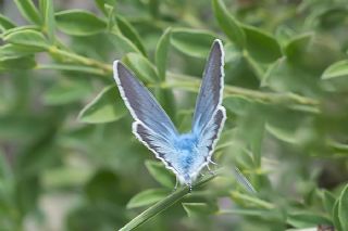 okgzl Damon Mavisi (Polyommatus damon)