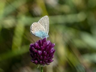 �okg�zl� Diana Mavisi&nbsp;(Polyommatus&nbsp;diana)