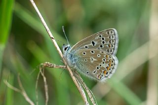 okgzl Kafkasya Erosu (Polyommatus erotulus)