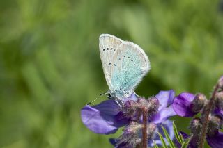 okgzl Fatma Mavisi (Polyommatus fatima)