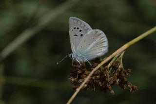 Yalanc Lacivert Anadolu okgzls (Polyommatus pseudactis)