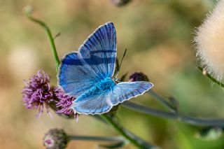 Anadolu Gzel Mavisi, Taskent Blue (Polyommatus guezelmavi)