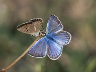 Hubert