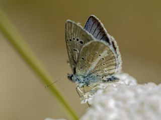 okgzl figenya (Polyommatus iphigenia)