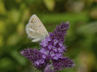 okgzl Toros Mavisi (Aricia isauricus)