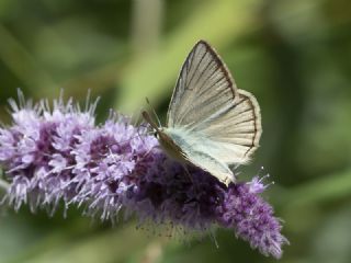 okgzl Van Esmeri (Polyommatus kurdistanicus)