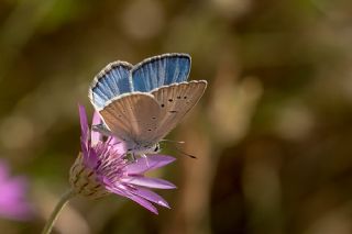 �okg�zl� Carbonell Mavisi&nbsp;(Polyommatus&nbsp;lycius)