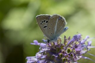 okgzl Selam Mavisi (Polyommatus merhaba)