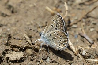 ran okgzls (Polyommatus morgianus)