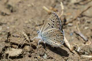 ran okgzls (Polyommatus morgianus)