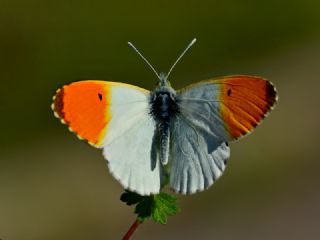 Turuncu Ssl (Anthocharis cardamines)