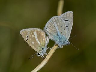 okgzl Hayal Mavisi (Polyommatus pierceae)