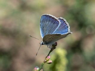 okgzl Kunchuy Mavisi (Polyommatus schuriani)