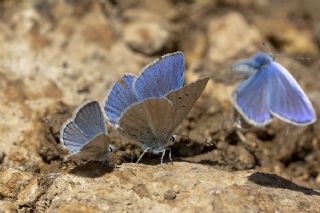 Sertavul okgzls (Polyommatus sertavulensis)