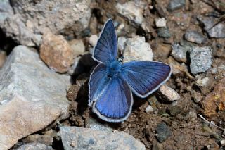 okgzl Trk Mavisi (Polyommatus turcicus)