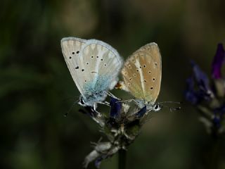 okgzl Ar Mavisi (Polyommatus vanensis)