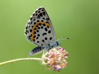 Kara Mavi (Scolitantides orion)