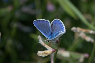 okgzl Bilgini (Polyommatus bilgini)