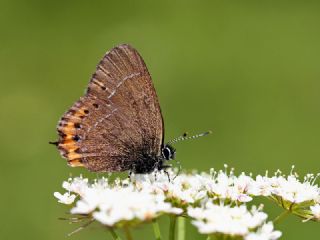 Kara Sevbeni (Satyrium pruni)