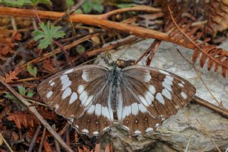 Kara Melike (Melanargia syriaca)