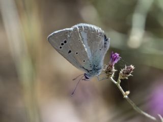 okgzl Siyan Mavisi (Polyommatus cyaneus)