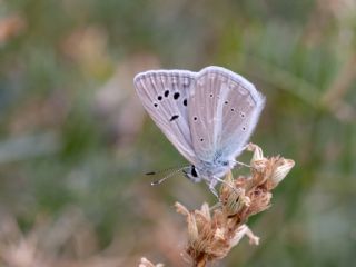 okgzl Damokles Mavisi (Polyommatus damocles)