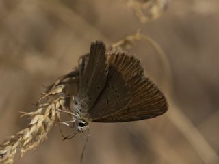 Danenko okgzls (Polyommatus dantchenkoi)