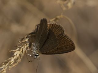 Danenko okgzls (Polyommatus dantchenkoi)