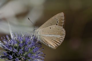 okgzl Demavend Esmeri (Polyommatus demavendi)