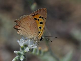 Benekli Bakr Gzeli (Lycaena phlaeas)