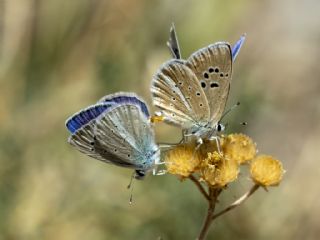 okgzl Karabet Mavisi (Polyommatus haigi)