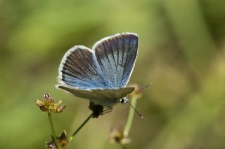okgzl fikarmon (Polyommatus iphicarmon)