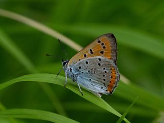 Byk Bakr Gzeli (Lycaena dispar)