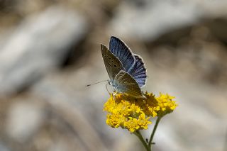 okgzl Surako Mavisi (Polyommatus surakovi)