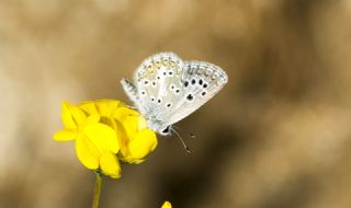 okgzl Teberda Mavisi (Aricia teberdina)