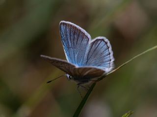 okgzl Ar Mavisi (Polyommatus vanensis)