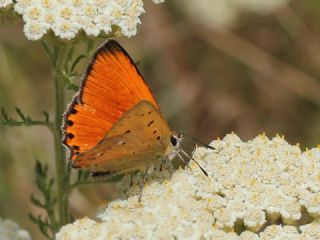 Orman Bakr Gzeli (Lycaena virgaureae)