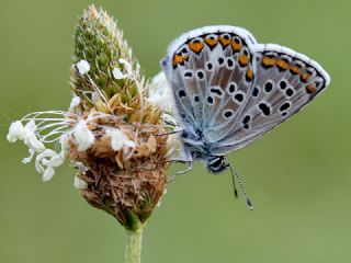 okgzl Balkan Mavisi (Aricia anteros )