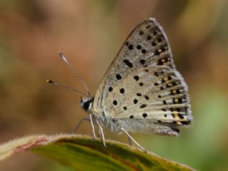 sli Bakr Gzeli (Lycaena tityrus)