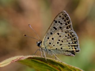 sli Bakr Gzeli (Lycaena tityrus)