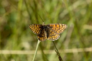 Gzel Amannisa (Mellicta  aurelia)