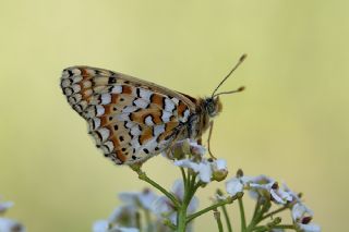 Gzel Nazuum (Euphydryas orientalis)